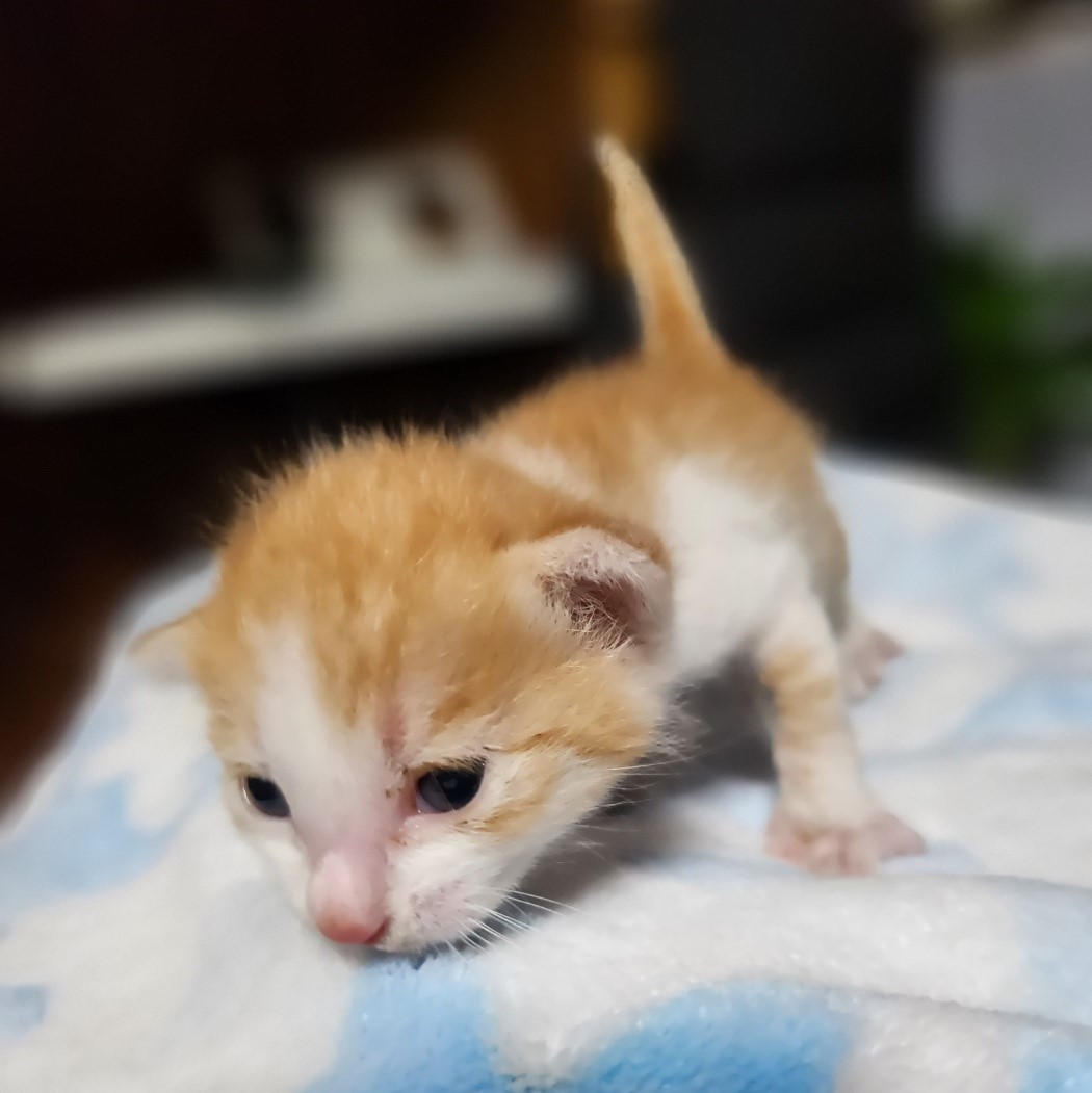 보호중 한국 고양이…